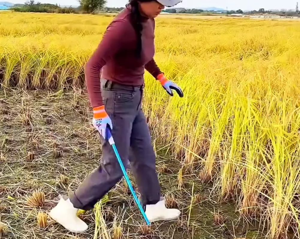 Her method for cutting paddy