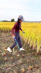 Her method for cutting paddy
