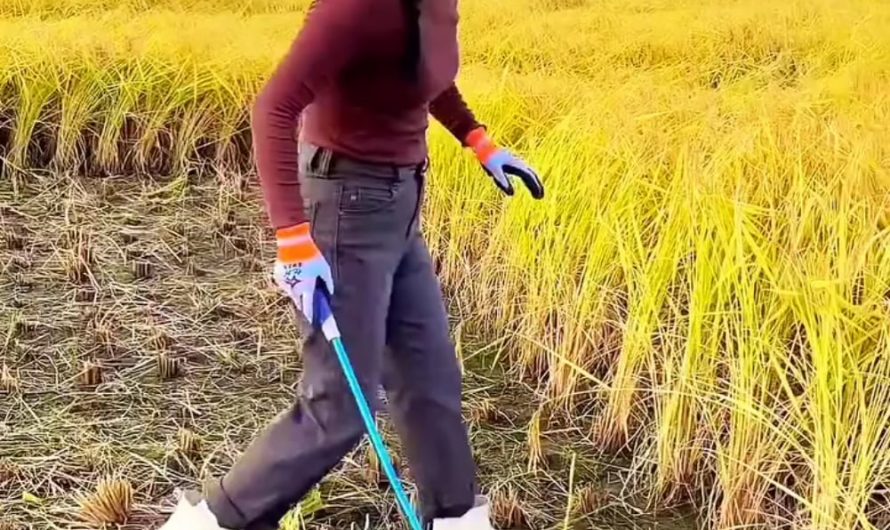 Her method for cutting paddy