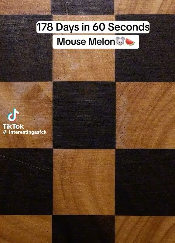 How a mouse melon was grown from seed in timelapse