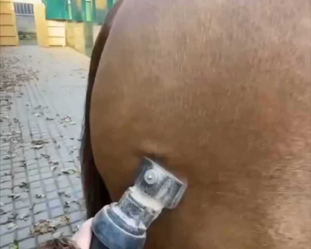 How animals look without fur… okay the horse and chimpanzee were giving prime gym bros.