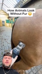 How animals look without fur… okay the horse and chimpanzee were giving prime gym bros.