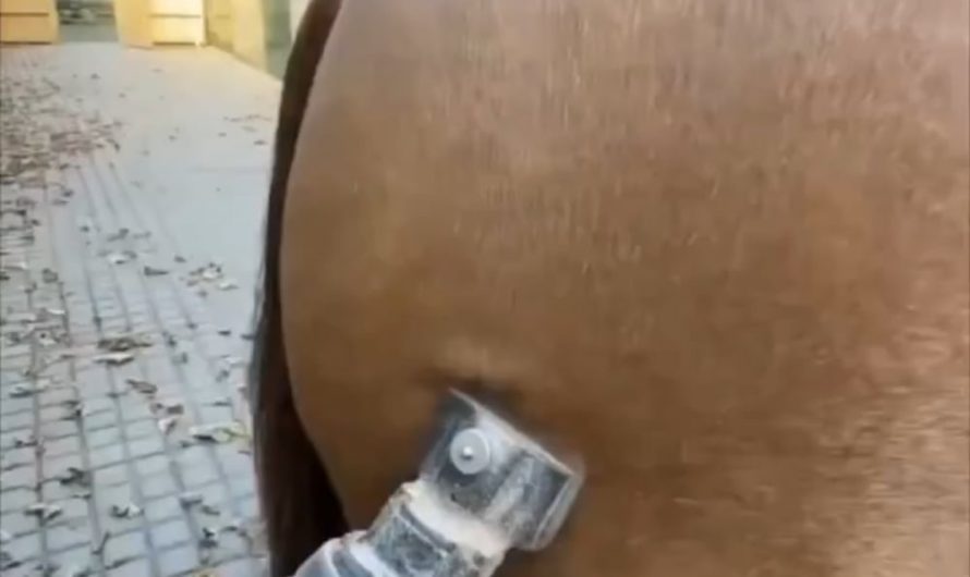 How animals look without fur… okay the horse and chimpanzee were giving prime gym bros.