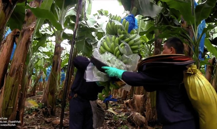 How bananas are harvested and processed in Central American farms