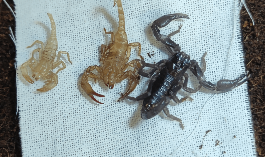 How bigger my scorpion has grown immediately after molt
