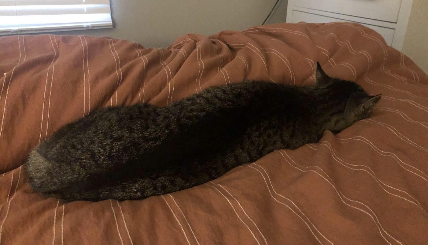 How long my cat looks when he’s sleeping