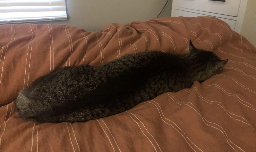 How long my cat looks when he’s sleeping