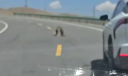 How tf u gonna tell your boss this why u late for work 😂😂