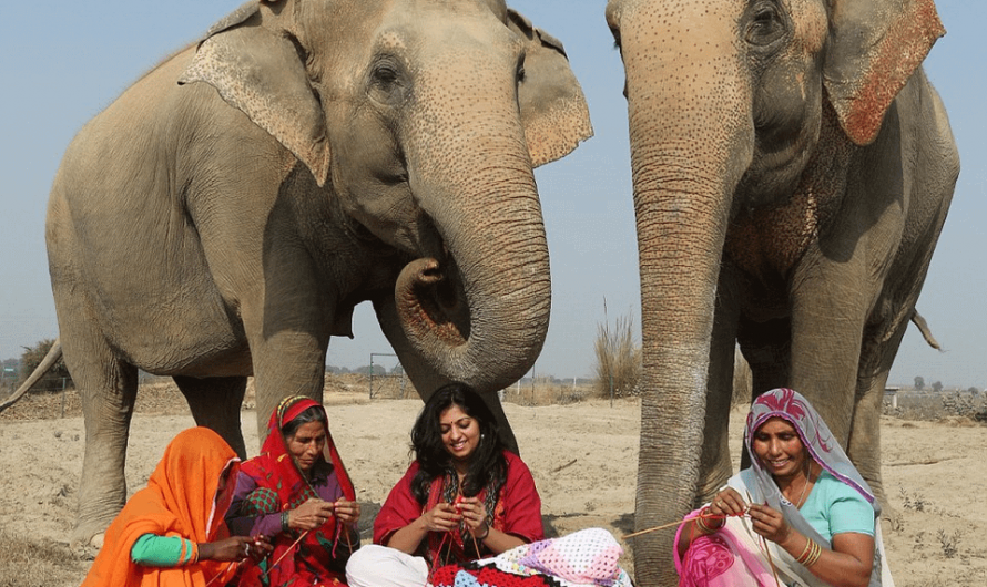 Huge jumpers and legwear are specially knitted by villagers to keep elephants warm at Indian sanctuary.