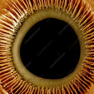 Human eye under a microscope.