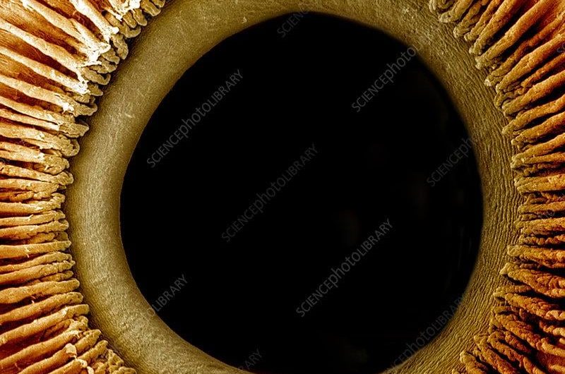 Human eye under a microscope.