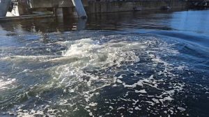 Humpback Whale bubble net feeding in Ketchikan harbor 1/20/26