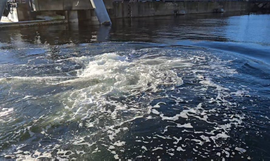 Humpback Whale bubble net feeding in Ketchikan harbor 1/20/26