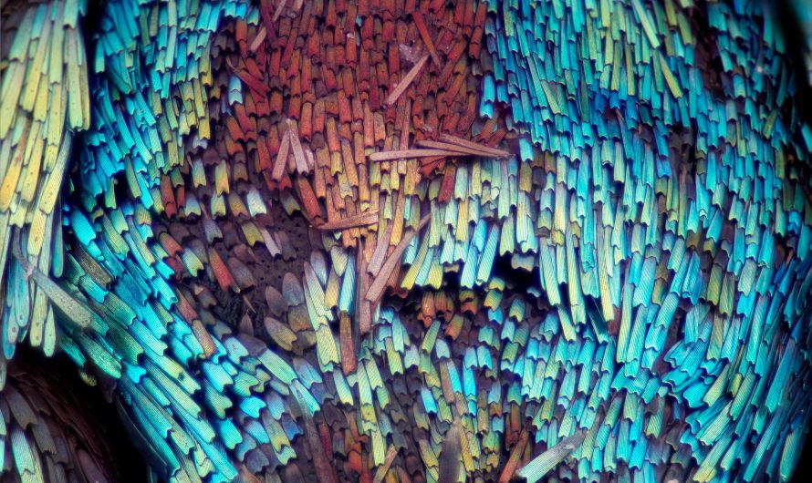 I do extreme macro photography. These are some scales on a moth’s back