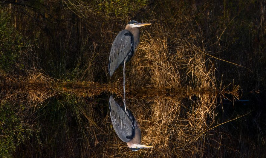 I photographed this great blue heron by a pond. The photo is upside down.