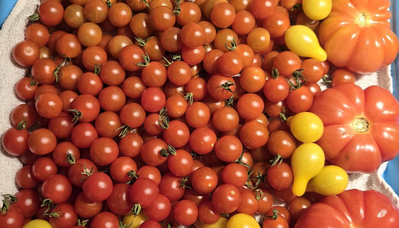I sorted my tomatoes