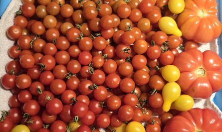 I sorted my tomatoes