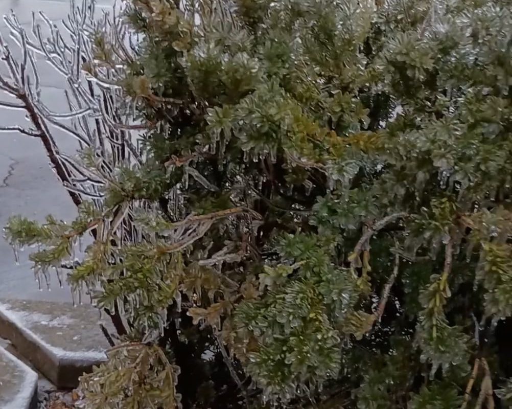 Ice frozen over bush in recent ice storm