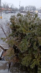 Ice frozen over bush in recent ice storm