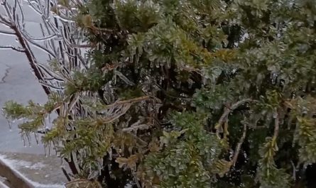 Ice frozen over bush in recent ice storm