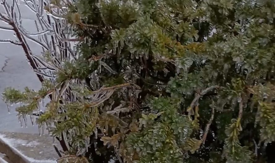 Ice frozen over bush in recent ice storm
