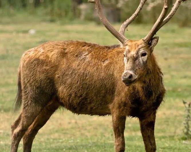In 1900, the Père David’s Deer went extinct in its native home China. To save the species from complete extinction, an English Duke acquired the surviving deer scattered around European zoos (fewer than 20) and formed his own herd. Today, there’s 15,000 of the species, all descended from that herd.