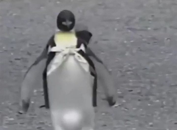 In 1996 King Penguin named Lala became a local celebrity in Shibushi, Japan. Rescued by the Nishimoto family after being injured in a fishing net, Lala refused to return to the wild