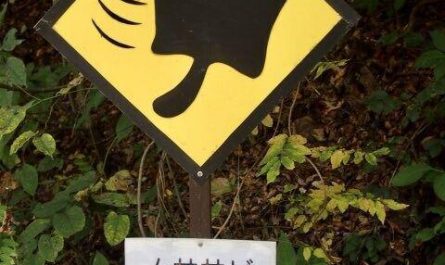 In Karuizawa, Japan, which is famous for its flying squirrel habitat, they made flying squirrel crossing signs to warn the drivers near their habitat. Pretty cute, huh?