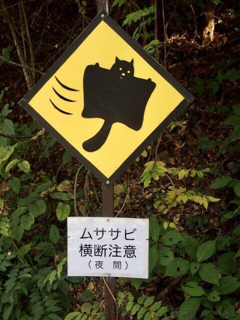 In Karuizawa, Japan, which is famous for its flying squirrel habitat, they made flying squirrel crossing signs to warn the drivers near their habitat. Pretty cute, huh?