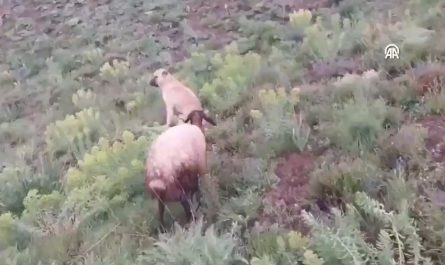 In Turkey, a loyal sheepdog disappeared for two days — only to be found faithfully guarding a lost sheep that had just given birth to a lamb.