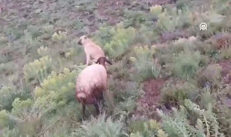 In Turkey, a loyal sheepdog disappeared for two days — only to be found faithfully guarding a lost sheep that had just given birth to a lamb.