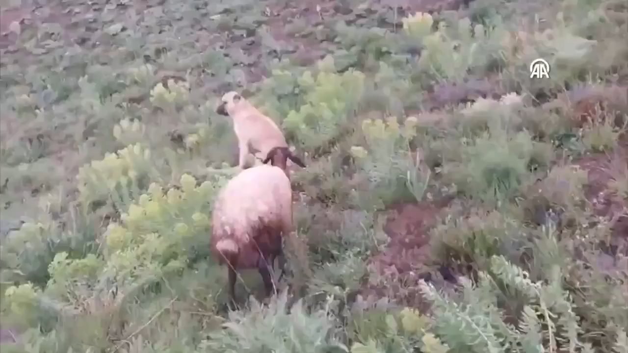 In Turkey, a loyal sheepdog disappeared for two days — only to be found faithfully guarding a lost sheep that had just given birth to a lamb.