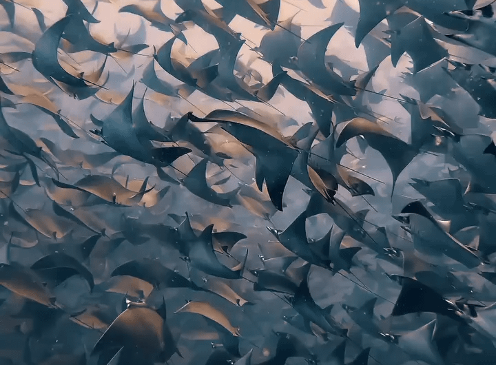 Incredible Underwater View of Tens of Thousands of Mobula Rays Migrating in the Coastal Waters of Baja California Sur
