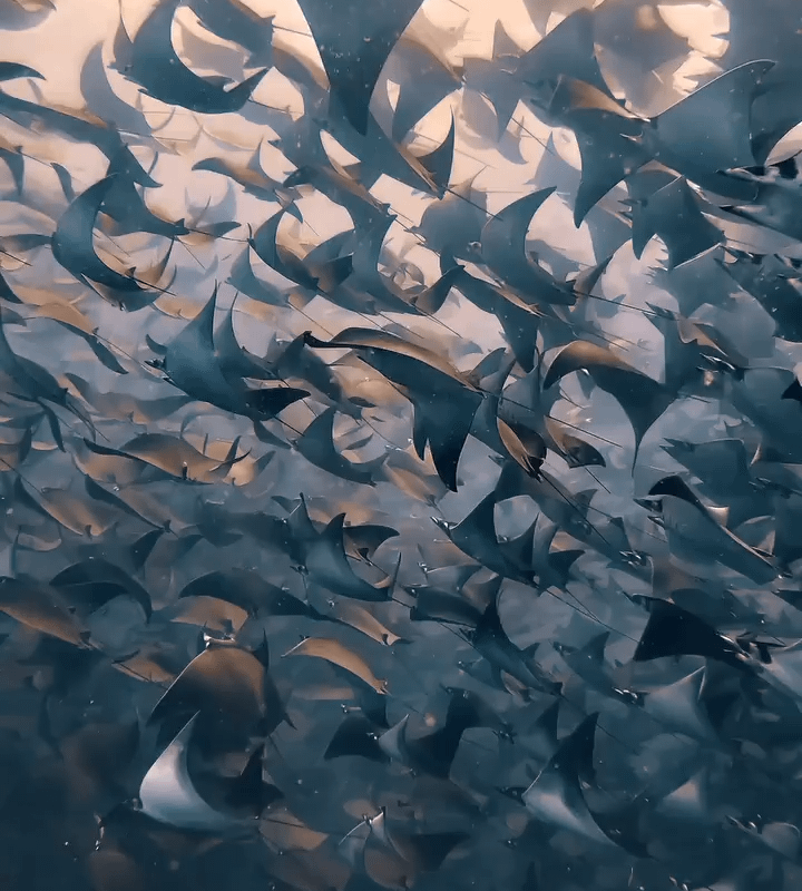 Incredible Underwater View of Tens of Thousands of Mobula Rays Migrating in the Coastal Waters of Baja California Sur