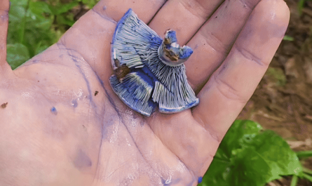 Indigo milk cap (Lactarius indigo)