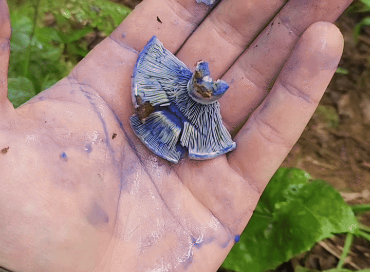 Indigo milk cap (Lactarius indigo)
