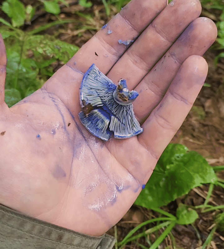 Indigo milk cap (Lactarius indigo)