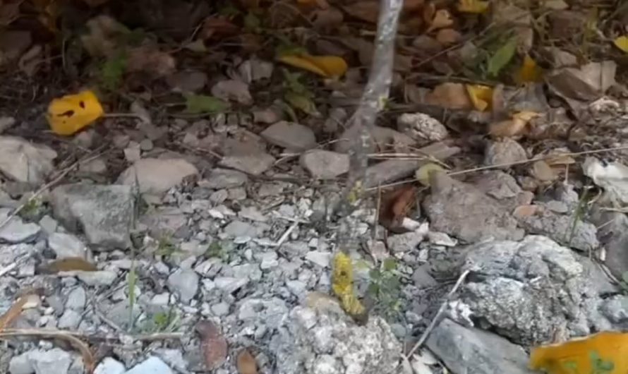 It’s “THE STICK” 🗿