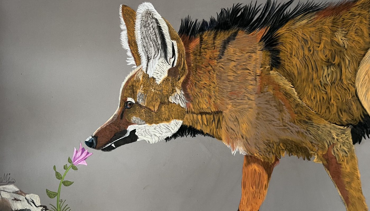 I’ve been told that my maned wolf pastel drawing looks embroidered and satisfying to see