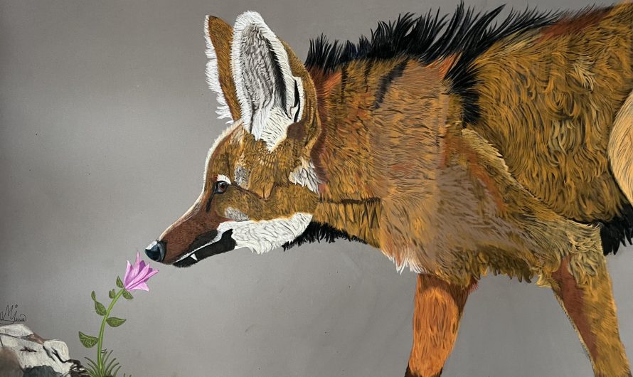 I’ve been told that my maned wolf pastel drawing looks embroidered and satisfying to see