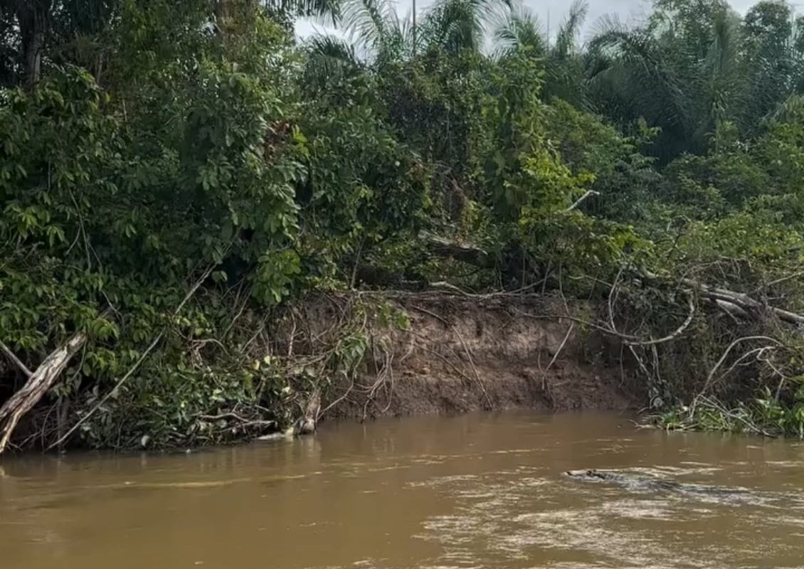 Jaguar takes Crocodile from the river