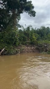 Jaguar takes Crocodile from the river