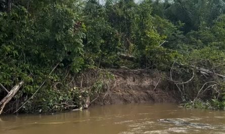 Jaguar takes Crocodile from the river