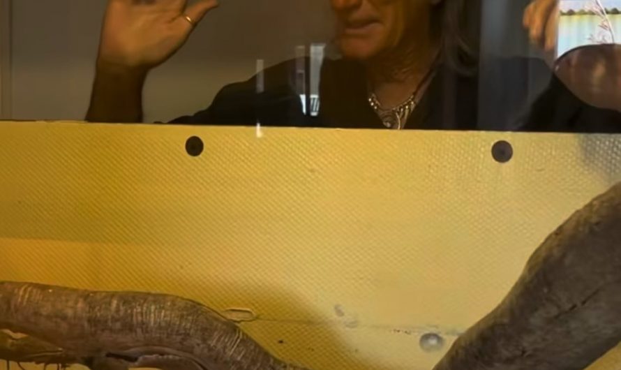 Just a guy handling a snake (Black Mamba) so venomous that one bite could kill between 14 to 18 people depending on mg volume.