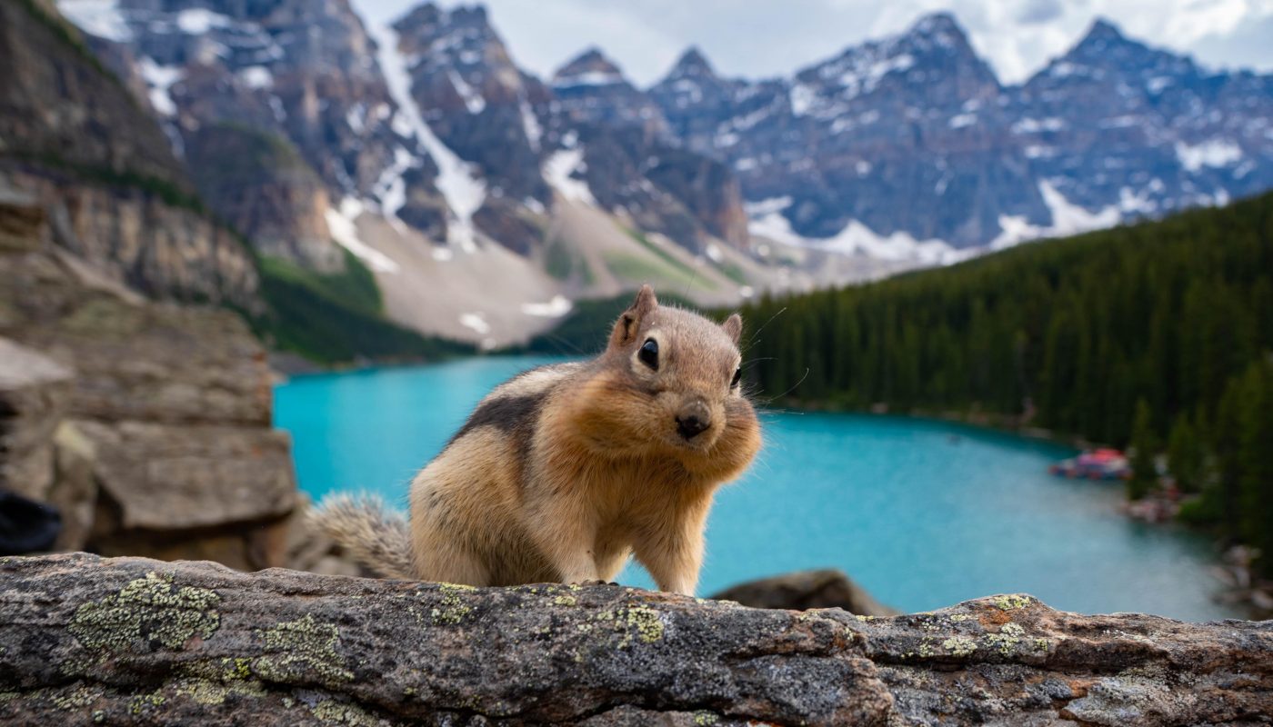Just a small friend at Moraine Lake