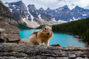Just a small friend at Moraine Lake