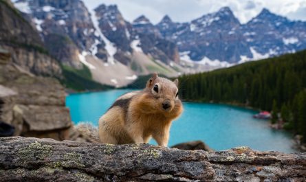 Just a small friend at Moraine Lake