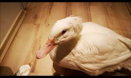 Just when You think You've seen everything... Here's a Duck trying yogurt for the first time!