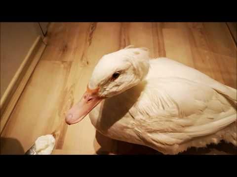 Just when You think You've seen everything... Here's a Duck trying yogurt for the first time!