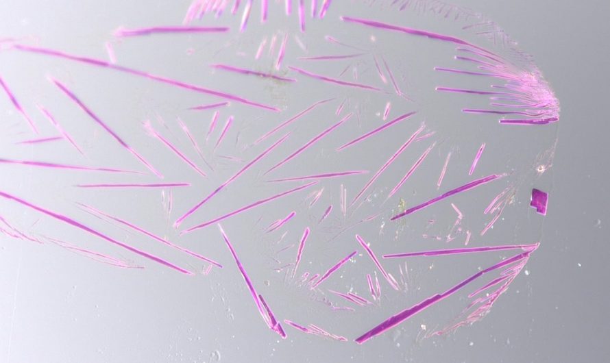 KMnO4 on Swabs 50x-2500x